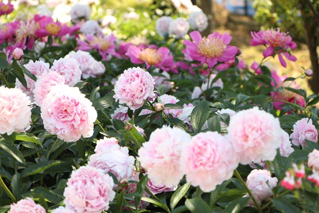 吉田ふれあい広場で咲くシャクヤク、手前の淡いピンクの花も奥の濃い赤い花もシャクヤク