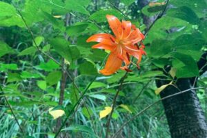 梅雨明けず国上山で高山植物のクルマユリの花が見ごろ、弥彦のアジサイは色鮮やか
