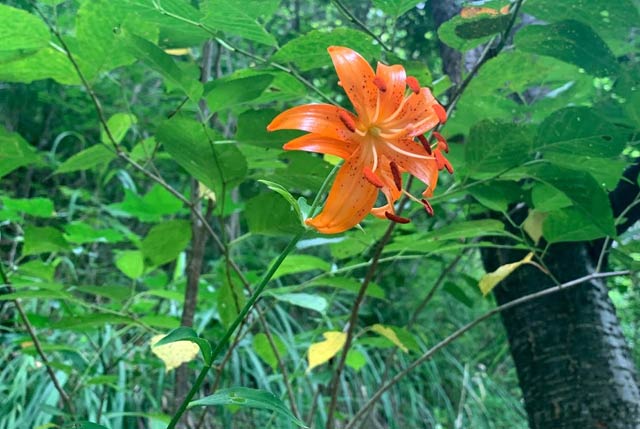 国上山で花が見ごろのクルマユリ