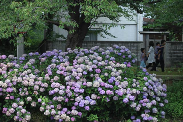 弥彦公園付近のアジサイの花はまだ色鮮やか