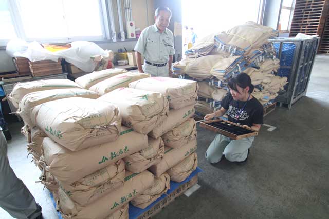 「越路早生」の新米品質検査