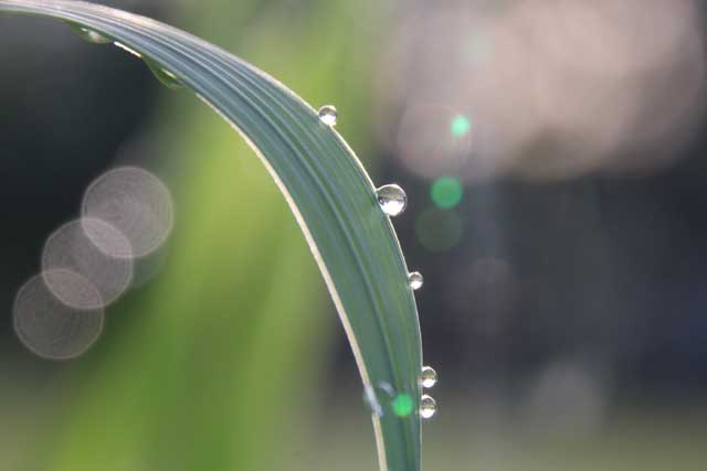 草の葉についた朝露