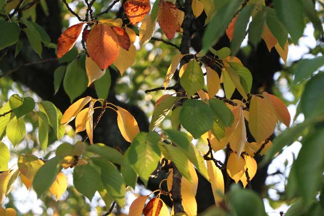ステージえんがわ付近のサクラの紅葉始まる