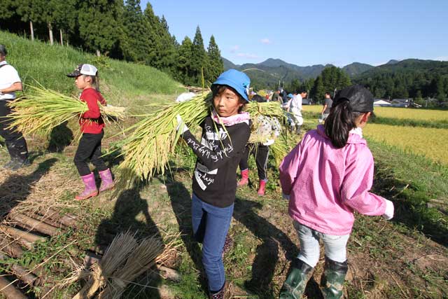 刈り取った稲を運ぶ