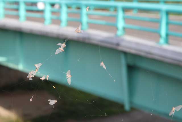 瑞雲橋のクモの巣にたくさんのカゲロウがかかっている