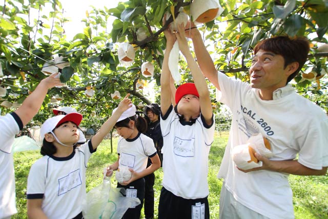 岩本園主が一ノ木戸小3年生にナシの収穫を指導