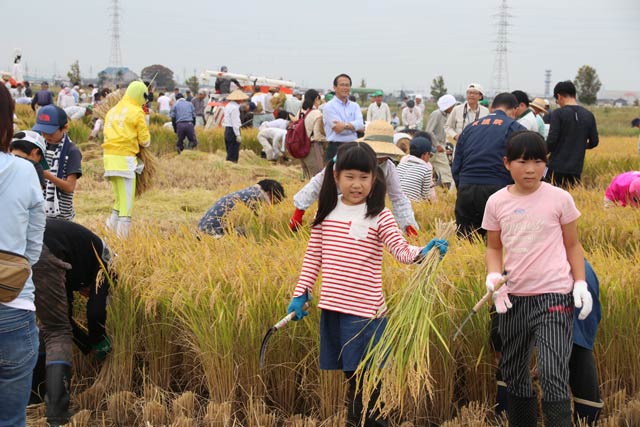 田んぼアートの稲刈り