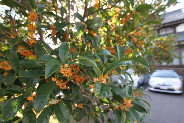 三条市歴史民俗産業資料館中庭に咲くキンモクセイの花