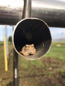 物干しのパイプに定住したケロ吉 驚きの展開にやきもき