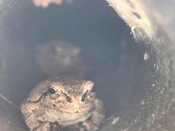 ケロ吉定点観測