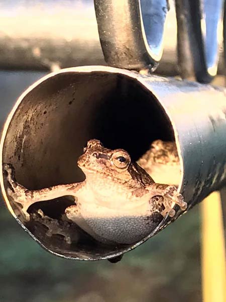 ケロ吉定点観測