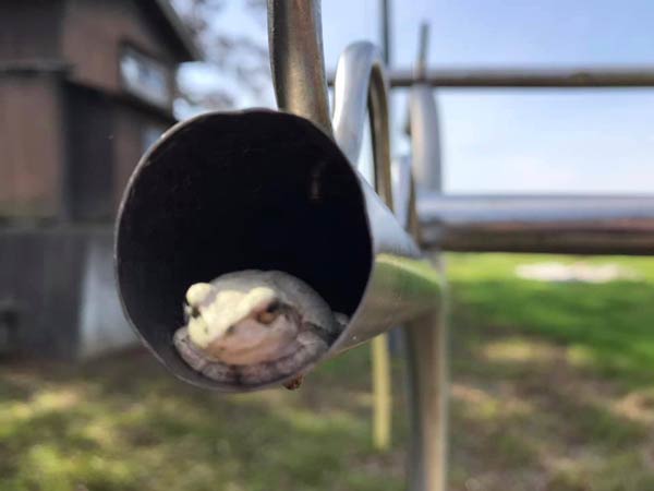 ケロ吉定点観測