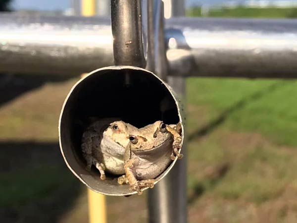 ケロ吉定点観測