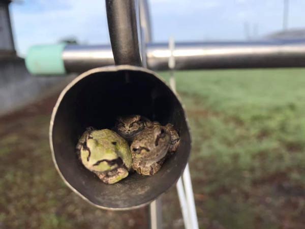 ケロ吉定点観測