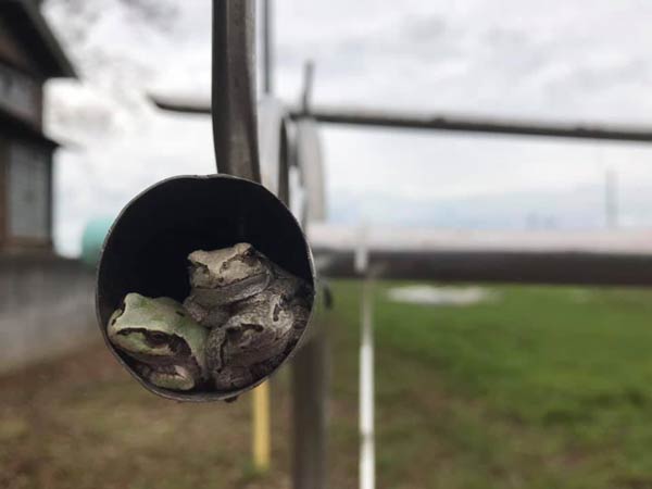 ケロ吉定点観測