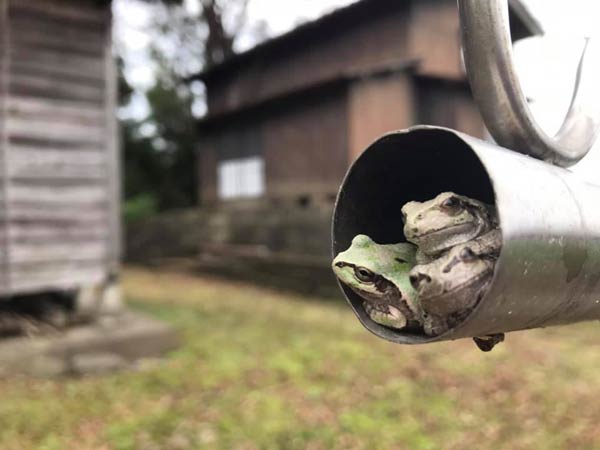 ケロ吉定点観測