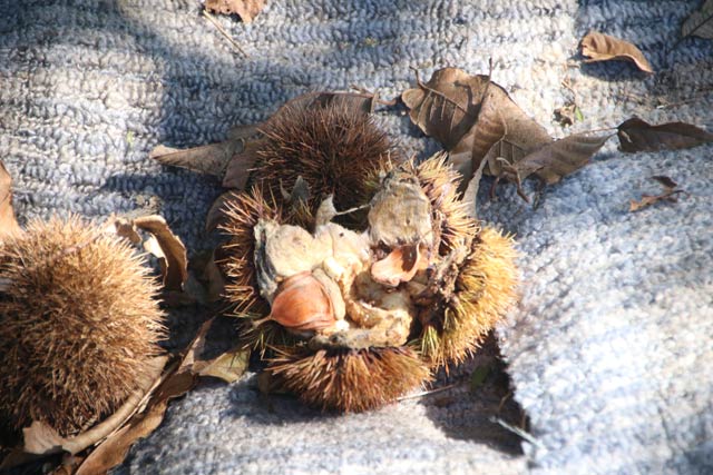 イノシシが食べたクリ