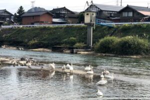 今シーズンもハクチョウがやってきた三条市森町のハクチョウの飛来地