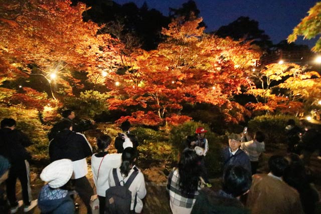 弥彦公園で紅葉のライトアップ
