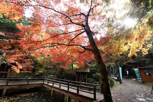 加茂山公園・池之端の紅葉