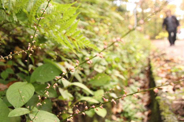 加茂山公園で見つけたミズヒキと思われる植物
