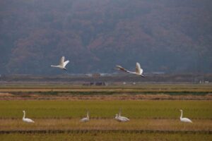 三条の最高気温は今秋最低11.8度