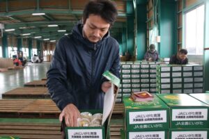 販売解禁前日に加茂選果場で品質検査
