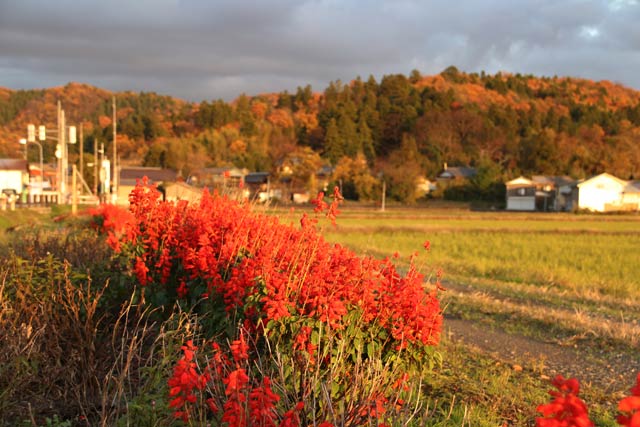 サルビアの花と山手の紅葉
