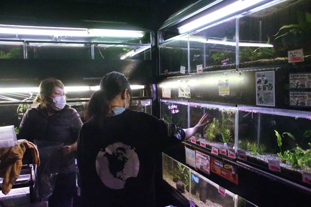 生き残った魚を救出する