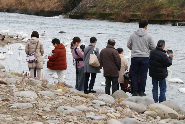 見物客でにぎわう森町地内のハクチョウの飛来地