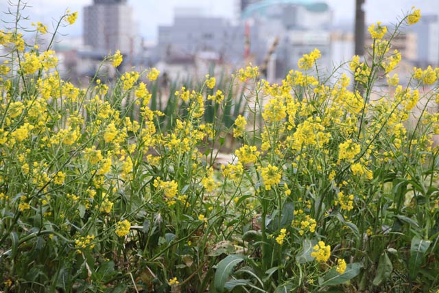 三条市下須頃地内で咲くアブラナの花
