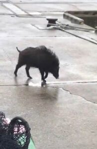 寺泊港に現れたイノシシ
