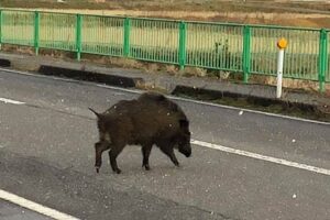 弥彦村初のイノシシ駆除 通報から1時間でスピード解決