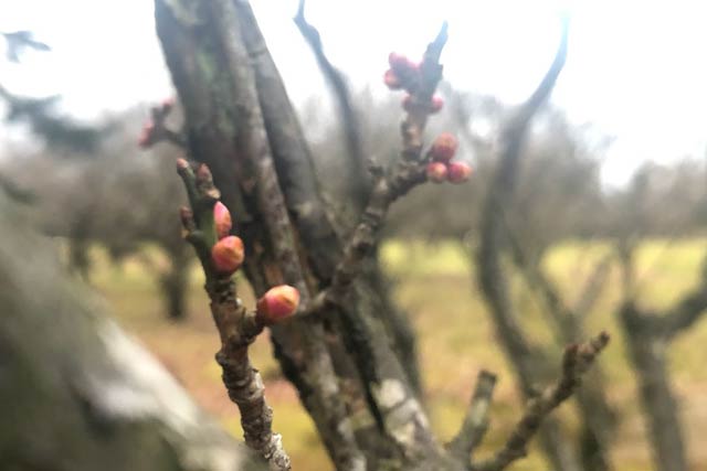 市島邸でつぼみがつき始めたウメ