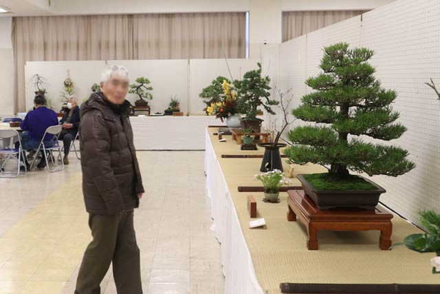 吉田盆栽緑風会の盆栽