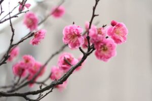吹き荒れる強風のなかで紅梅が咲く