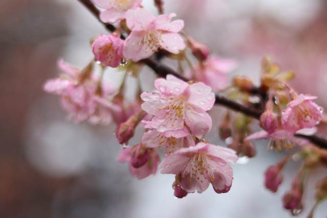 雨にぬれるカワヅザクラの花