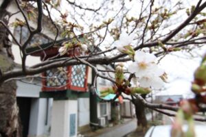 例年より2週間以上も早く開花した停車場通りのヒガンザクラ