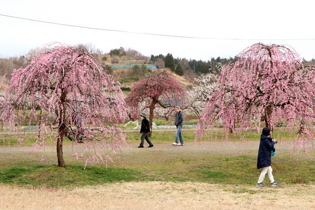 来園者が切れ目なかった