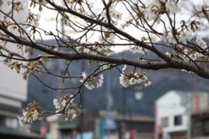 3月の三条では観測史上10番目に高い21.6度