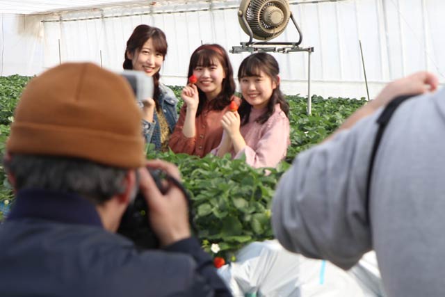 燕市の「斉藤いちご園」でイチゴ狩り付きのリリマリの撮影会