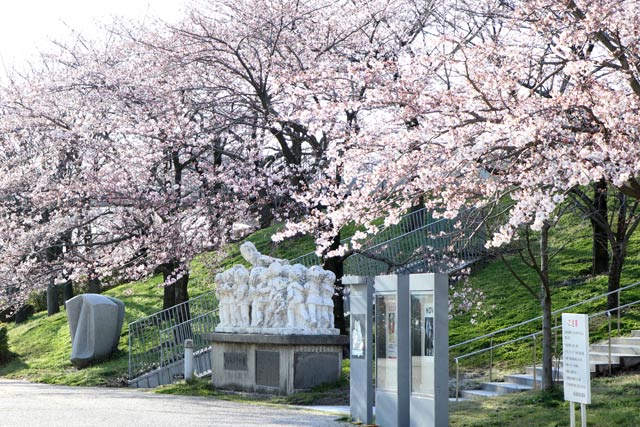 新潟県民会館前のサクラ