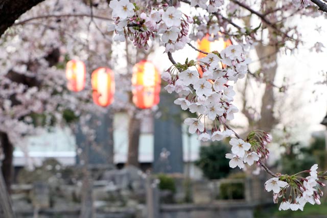3日の金山神社のサクラ
