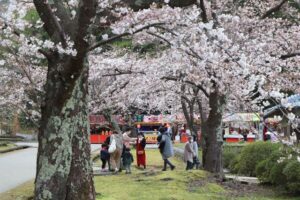 県央地域にサクラの花見シーズン到来