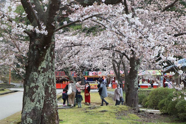 弥彦公園のサクラ