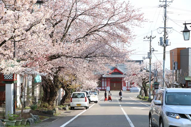 弥彦駅前通りのサクラ並木