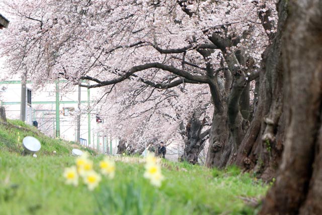 分水駅のサクラ並木