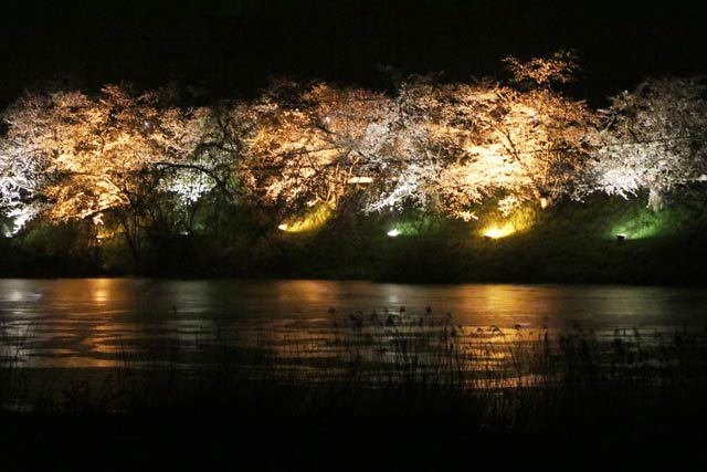 燕消防署前の中ノ口川左岸河川敷のサクラのライトアップ