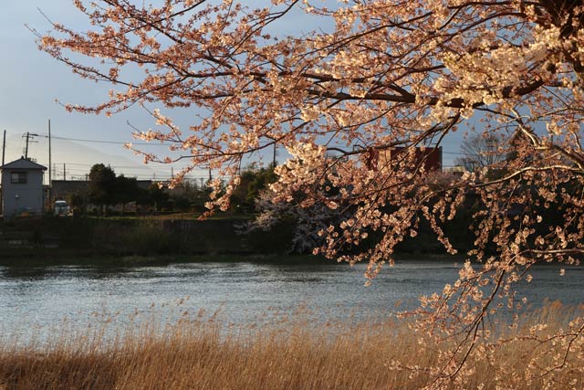 燕市で中ノ口川とサクラ