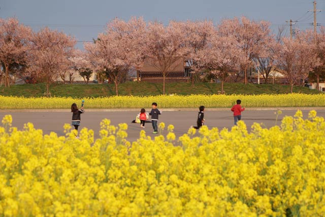 さくら公園でも春の花の競演